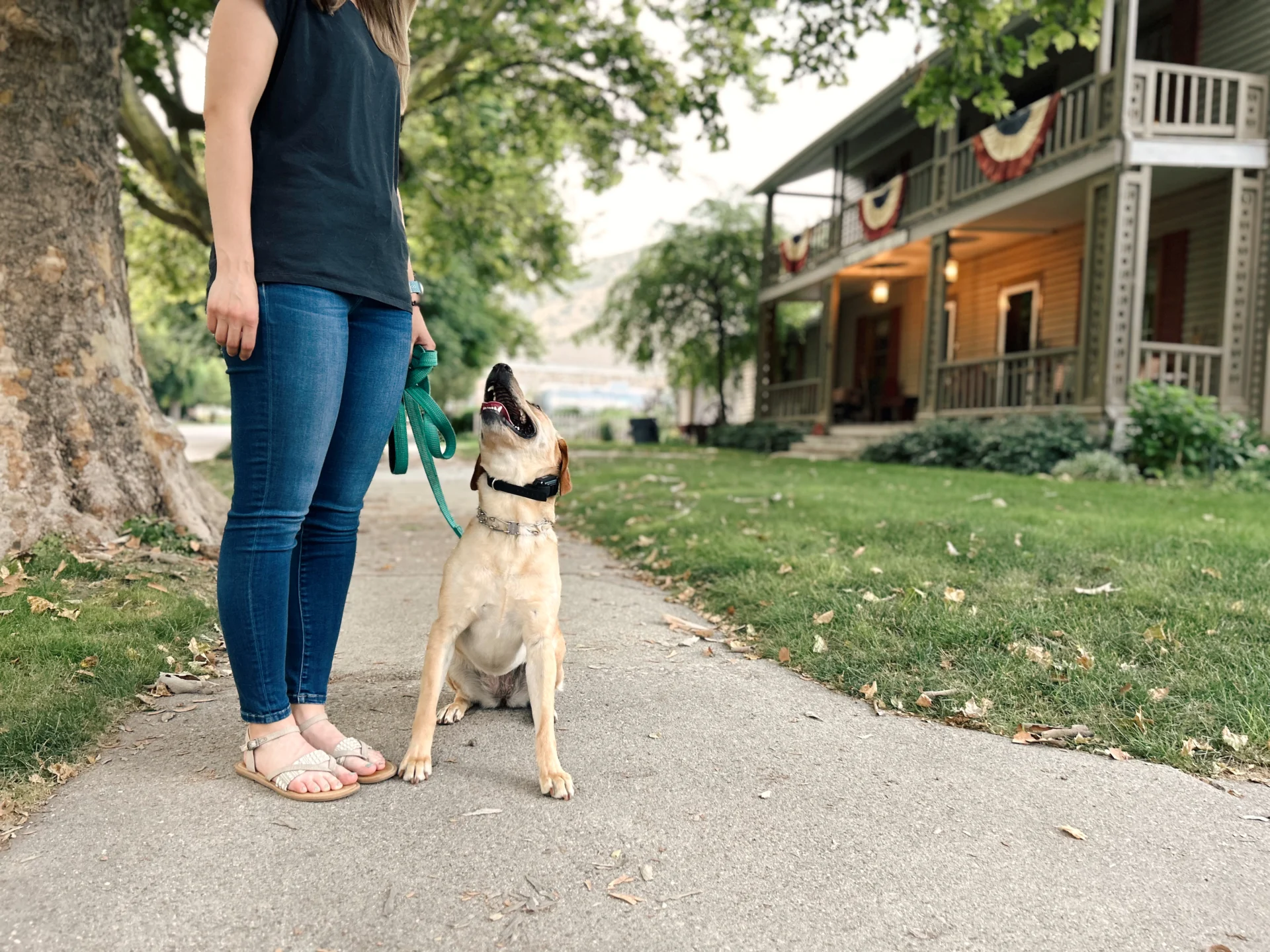Reactive Dog Training